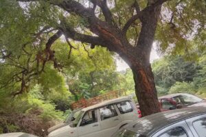 ZAS AUTOMOTIVES (car mechanic)